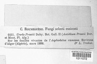 Allodus prostii image